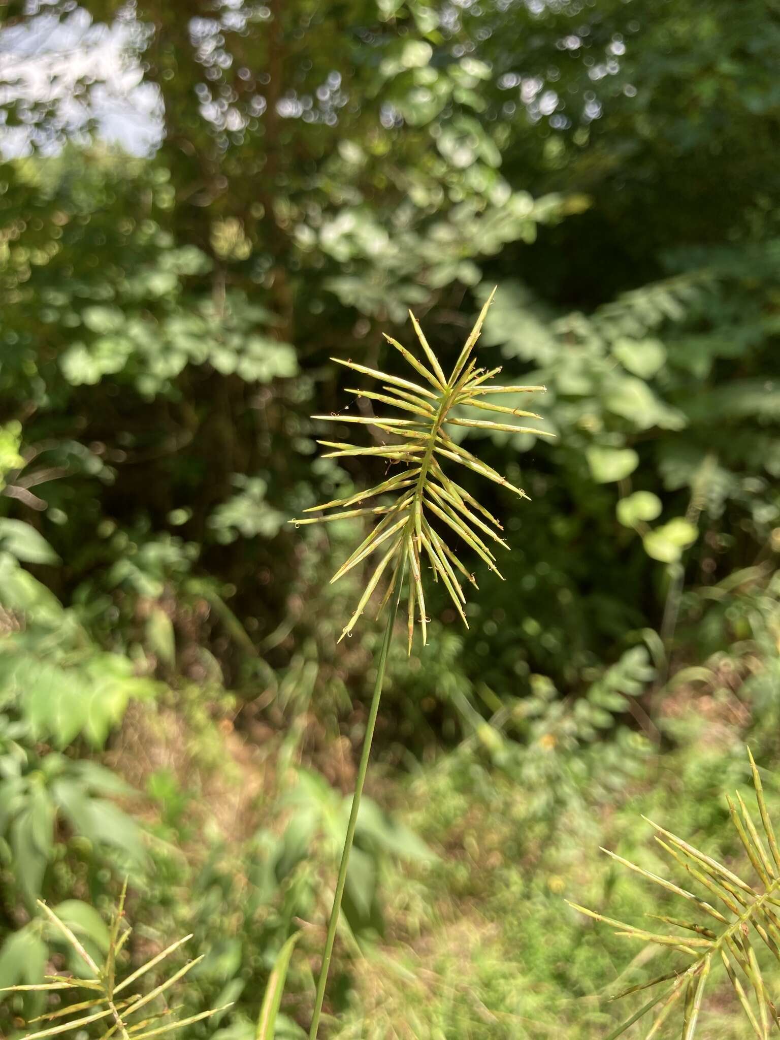 Image of Reflexed Flat Sedge