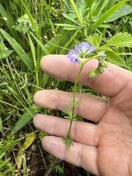 Phacelia gilioides Brand的圖片