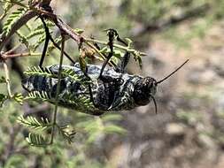 صورة Gyascutus caelatus (Le Conte 1858)