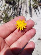 Image of Cotula duckittiae (L. Bolus) K. Bremer & C. J. Humphries