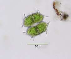 Image de Xanthidium antilopaeum var. minneapoliense