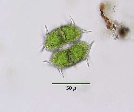 Image of Xanthidium antilopaeum var. minneapoliense