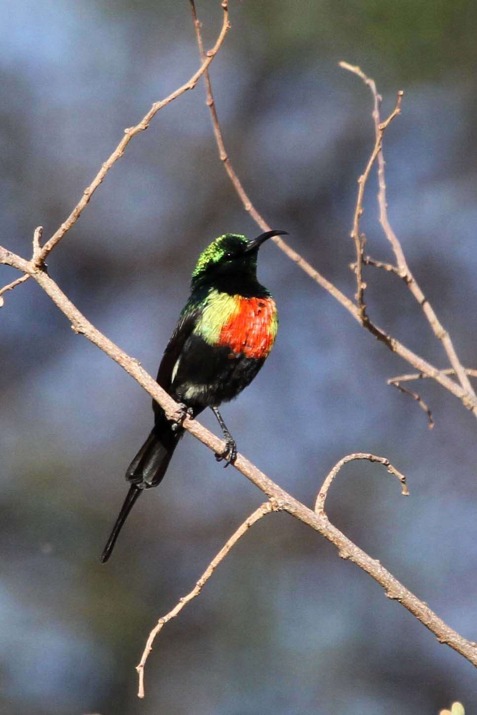 Image of Beautiful Sunbird