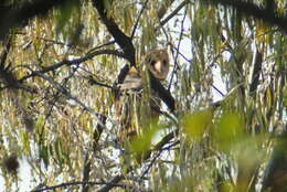 Image of <i>Tyto alba pratincola</i>