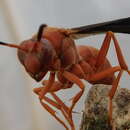 Image of Red Wasp