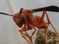 Image of Red Wasp