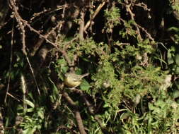 Image of Greater Wagtail-Tyrant