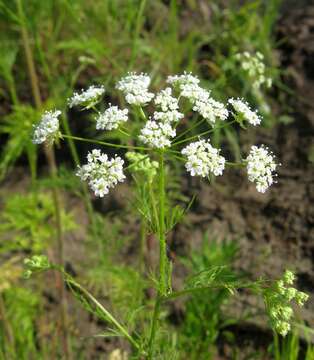 Image of Chaerophyllum prescottii DC.