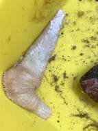 Image of pale sea cucumber