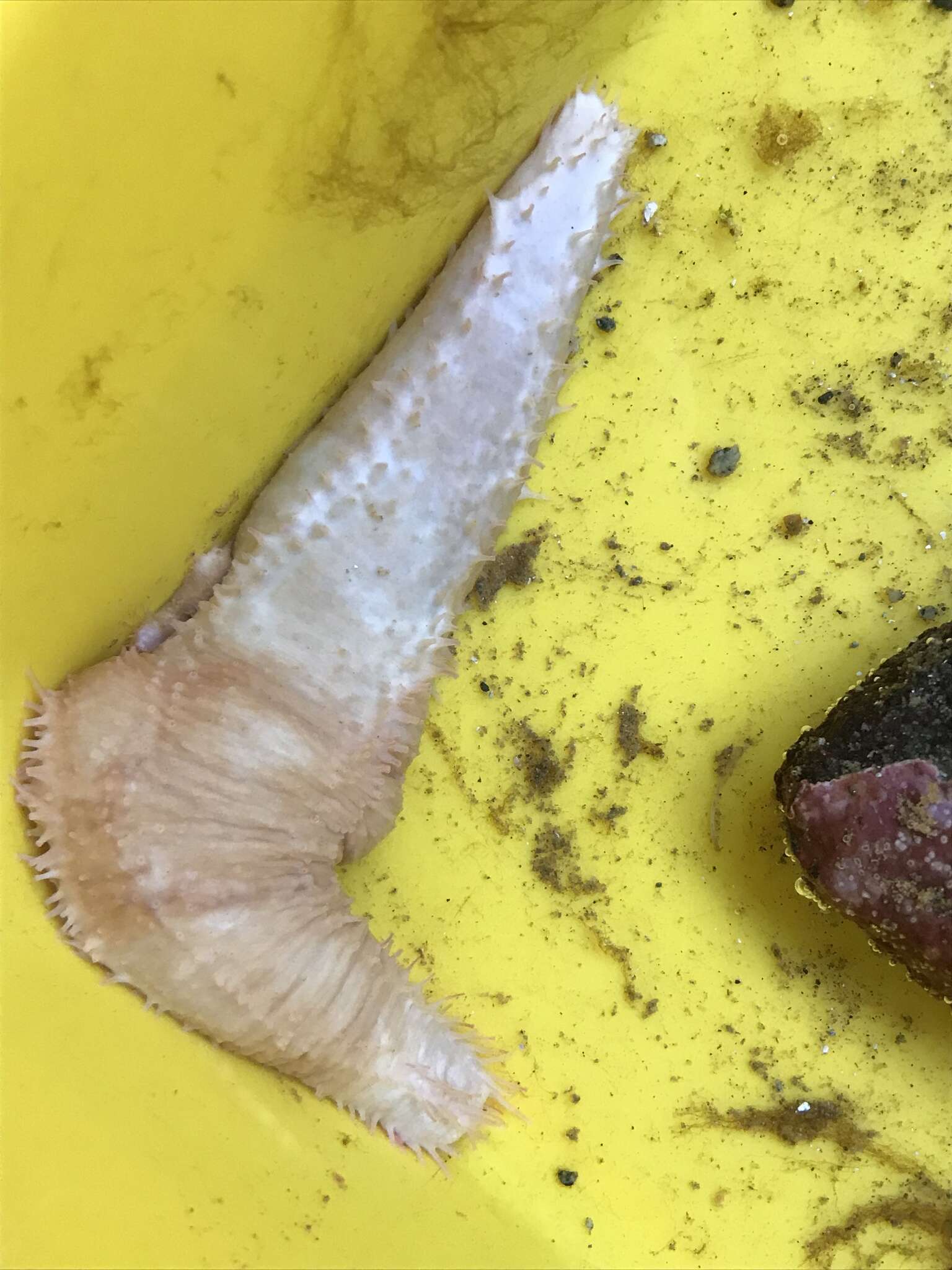 Image of pale sea cucumber