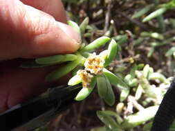 صورة Delosperma subincanum (Haw.) Schwant.