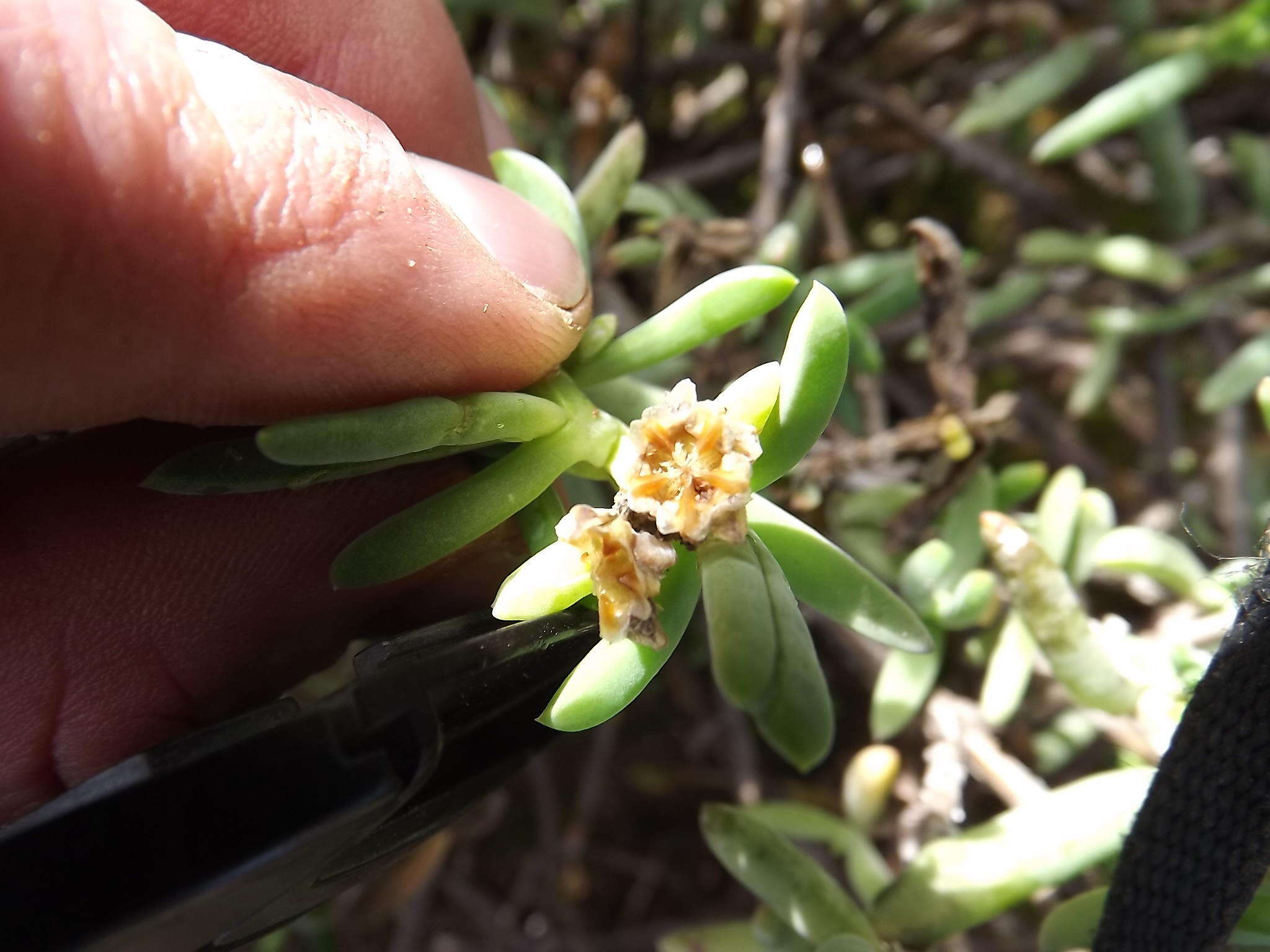 Image of Delosperma subincanum (Haw.) Schwant.