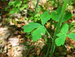 Image of Aquilegia dumeticola Jord.