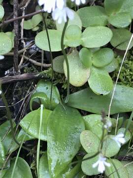 Imagem de Holothrix parviflora (Lindl.) Rchb. fil.