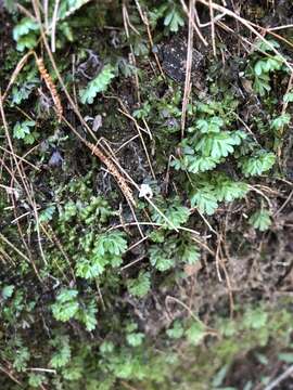 Image of Hymenophyllum cupressiforme Labill.