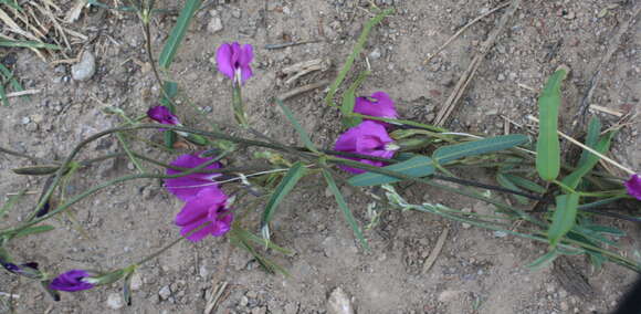 Plancia ëd Cologania biloba (Lindl.) G. Nicholson