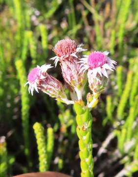 Image of Lachnospermum imbricatum (Berg.) Hilliard