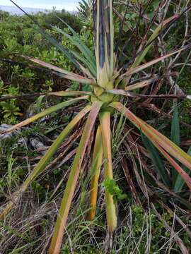 Plancia ëd Agave sisalana Perrine