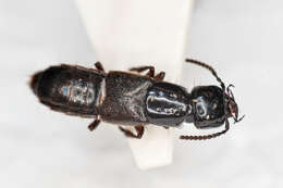 Image of Rove beetle