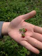 Image of Potentilla wallichiana Ser.