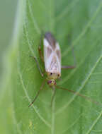 Image of alfalfa plant bug