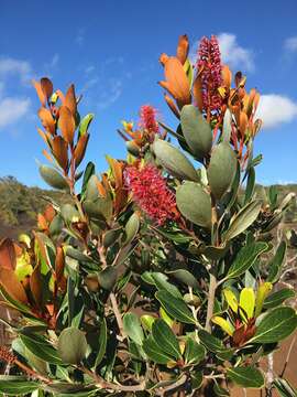 Image of Grevillea nepwiensis