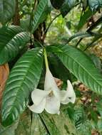 Image of Rothmannia macrophylla (Hook. fil.) Bremek.