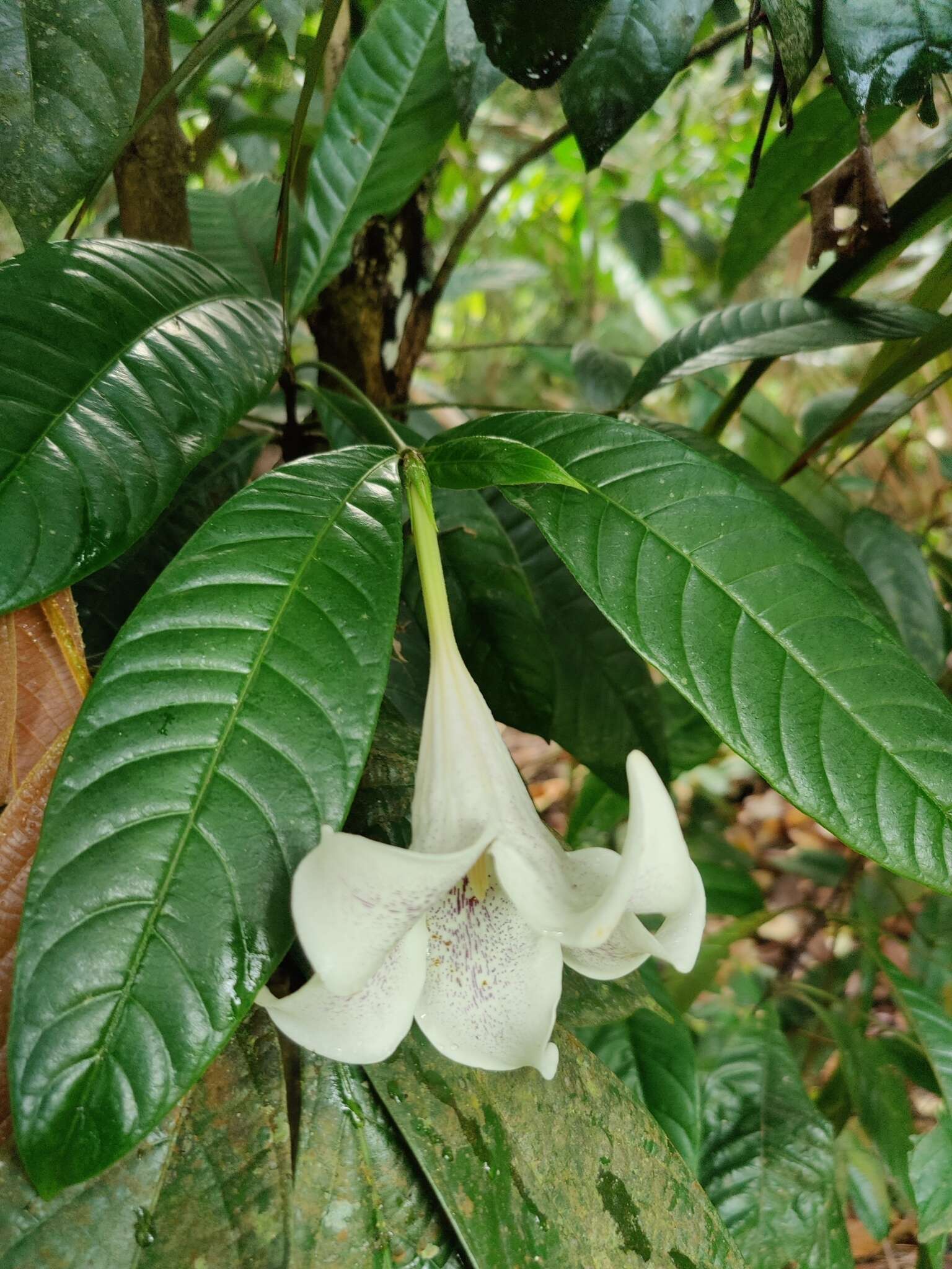 Image of Rothmannia macrophylla (Hook. fil.) Bremek.