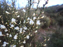 Image of white spanishbroom