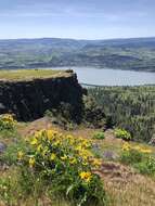 Image of Carey's balsamroot