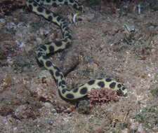 Image of Hawaiian spotted snake eel