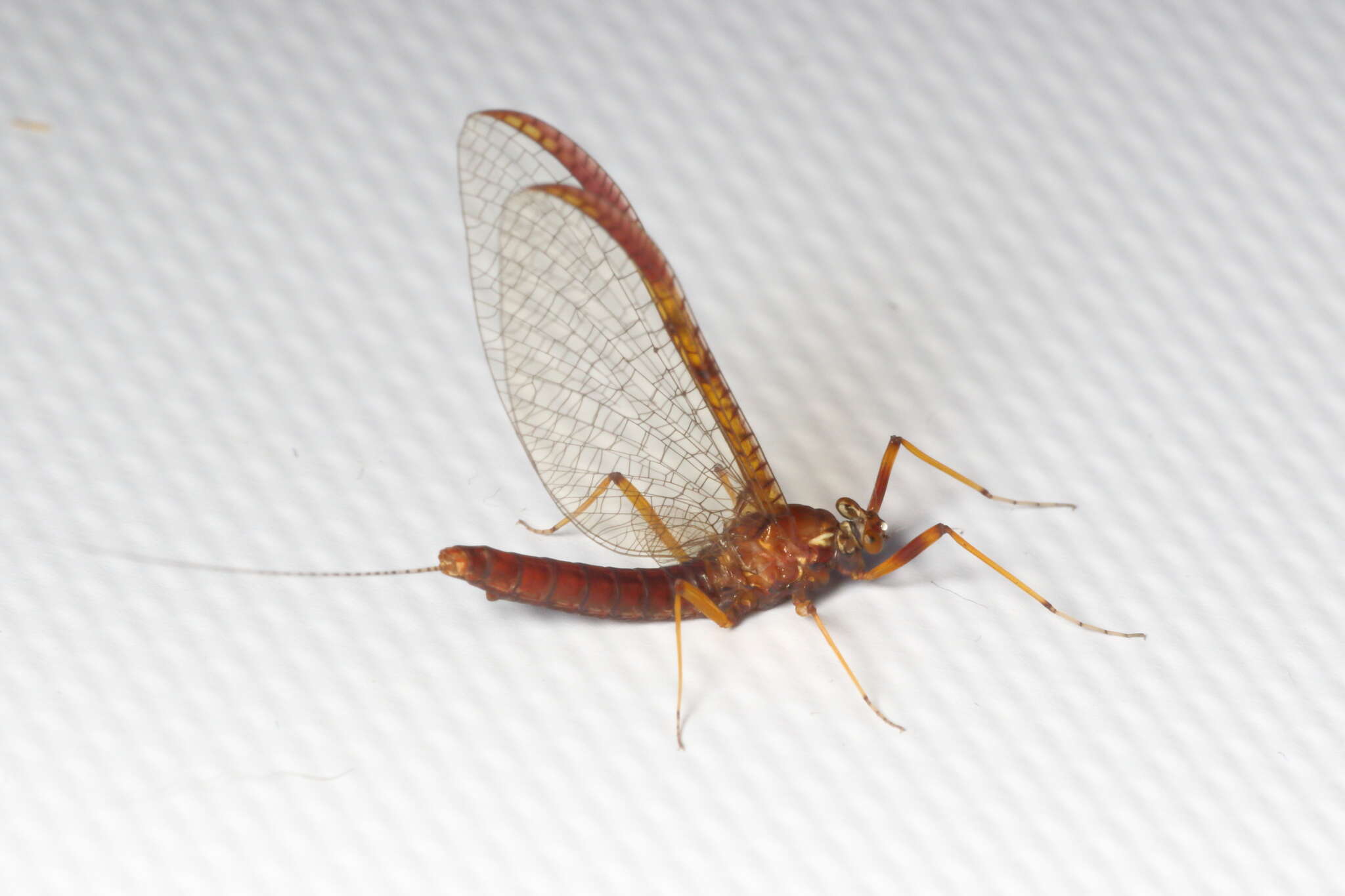 Image of Zephlebia borealis (Phillips 1930)