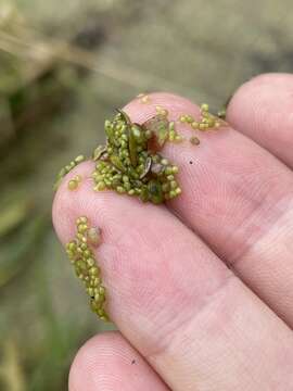 Image of Rootless Duckweed