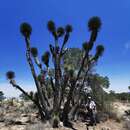 Imagem de Yucca decipiens Trel.