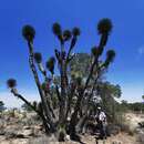 Image of Yucca decipiens Trel.