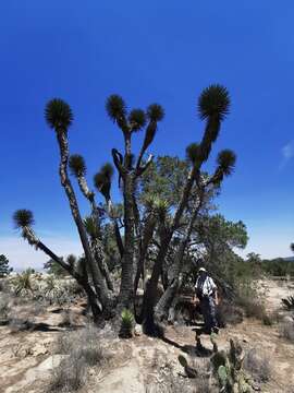 Image of Yucca decipiens Trel.