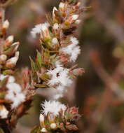 Imagem de Leucopogon attenuatus A. Cunn.