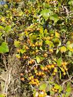 Image de Crataegus spathulata Michx.