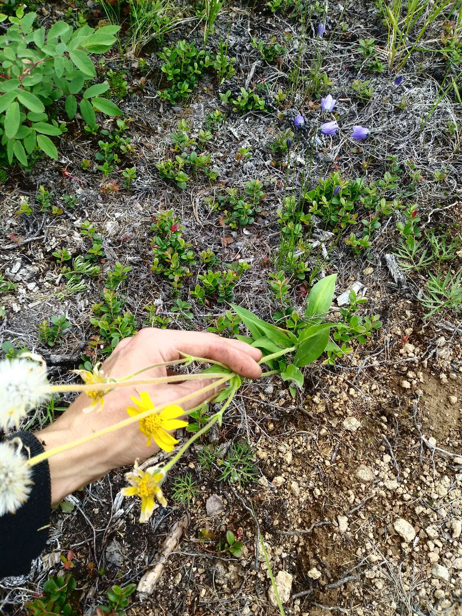 Image de Arnica angustifolia subsp. iljinii (Maguire) I. K. Ferguson