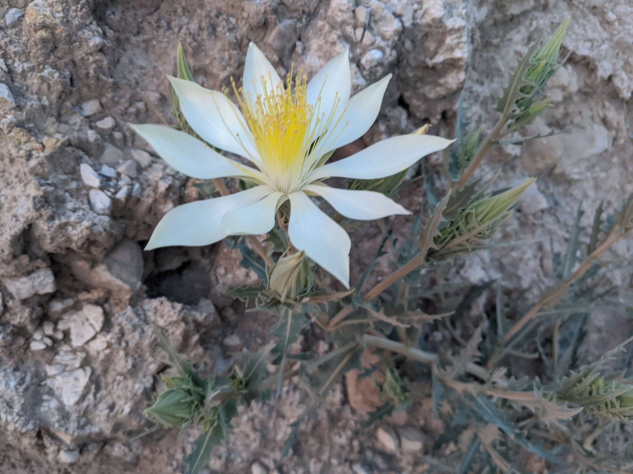 Image of tenpetal blazingstar