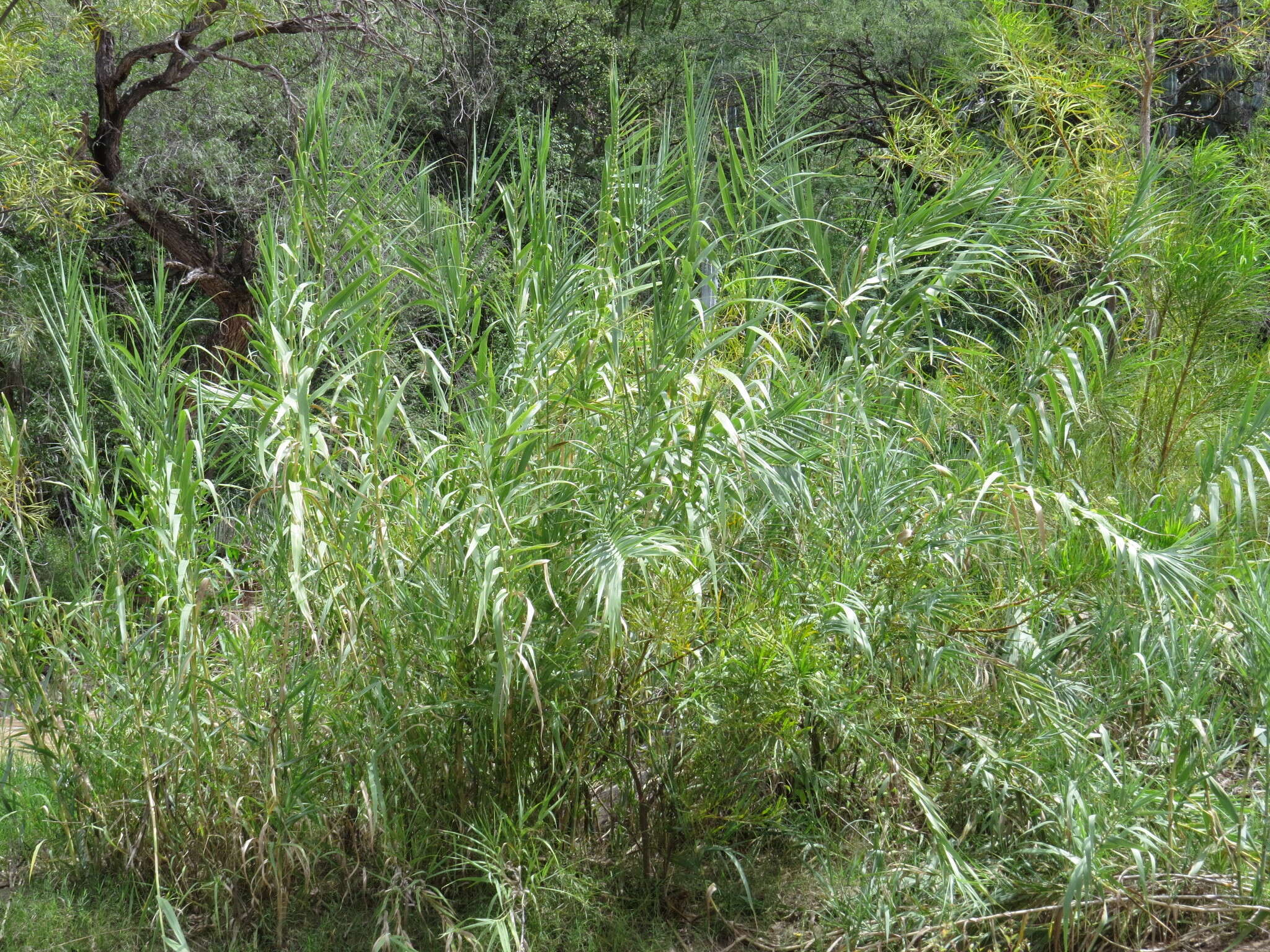 صورة Arundo donax L.