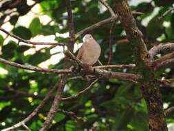 صورة Columbina talpacoti rufipennis (Bonaparte 1855)