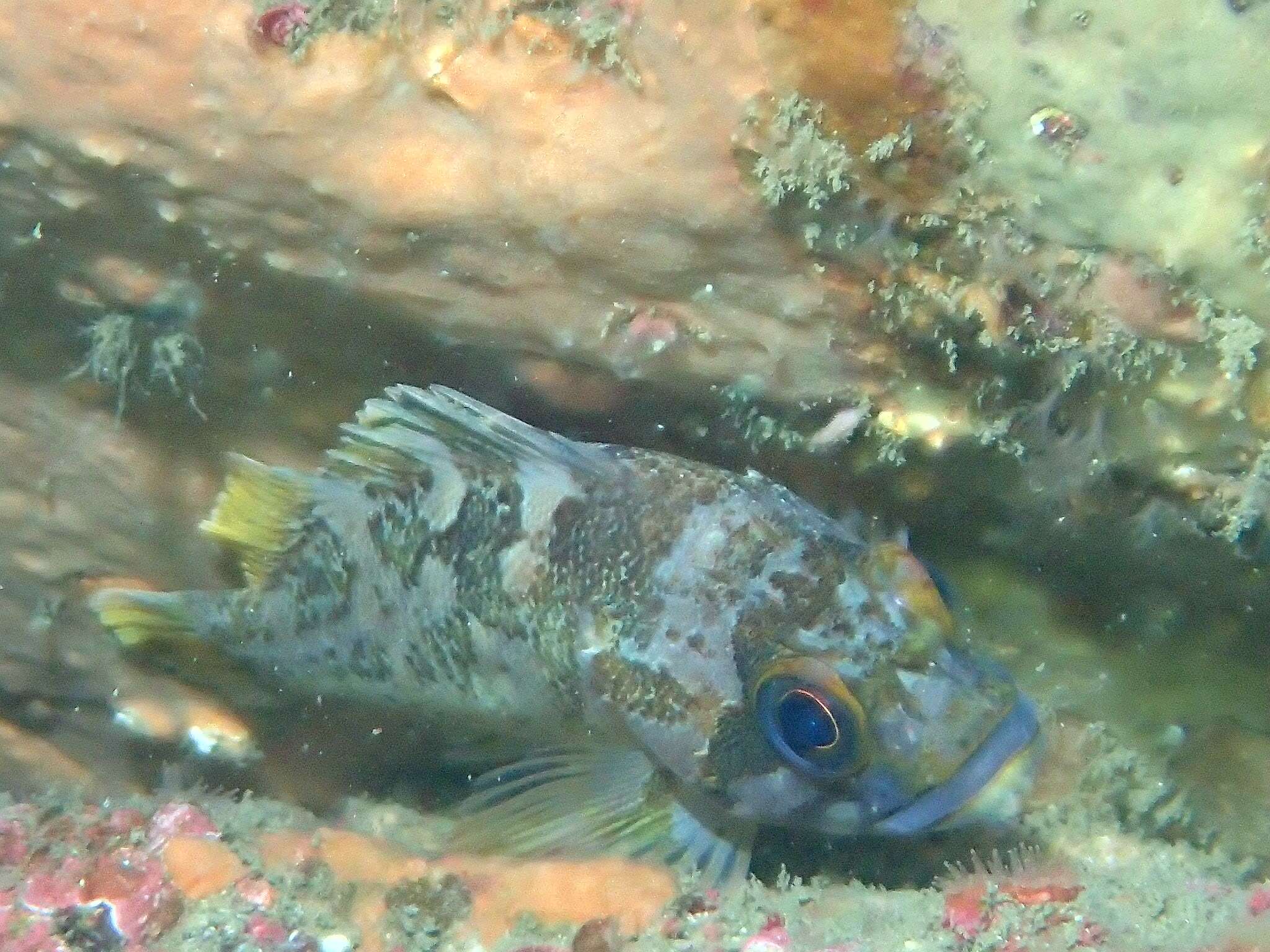 Image of Gopher rockfish