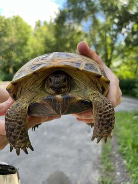 Image of Afghan Tortoise