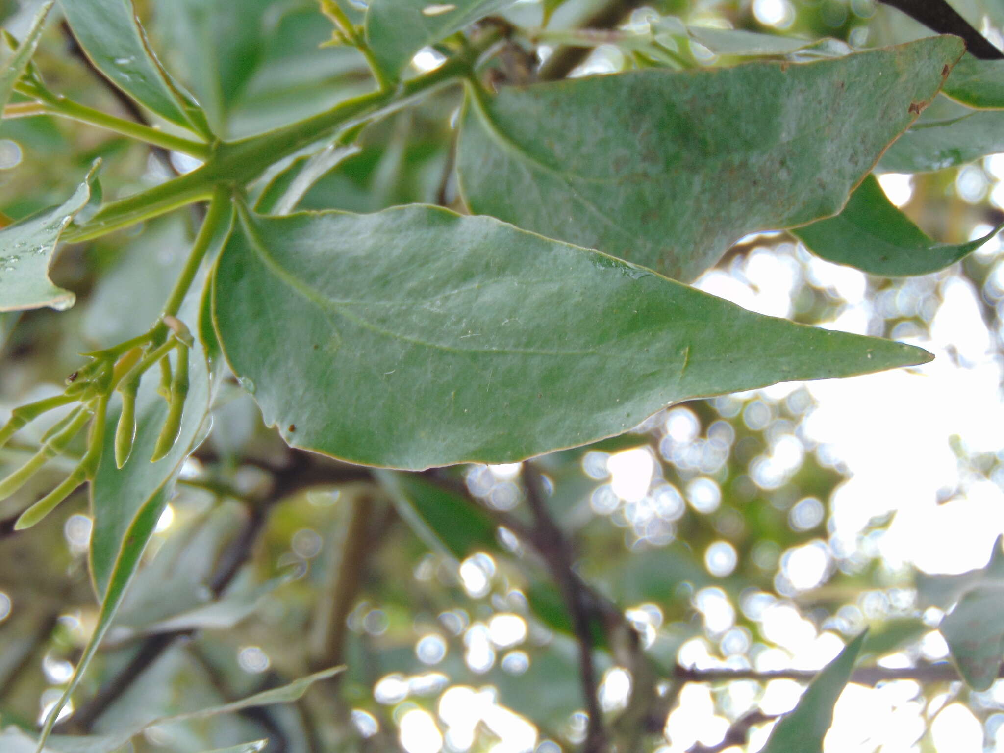 Image of Psittacanthus schiedeanus (Cham. & Schltdl.) G. Don