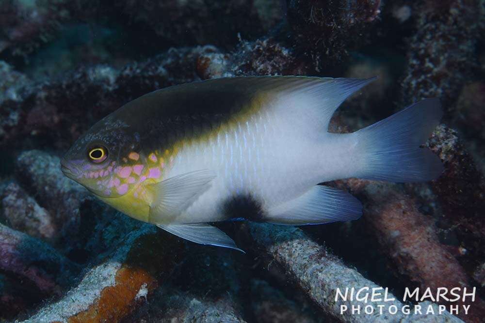 Image of Black-vent damsel