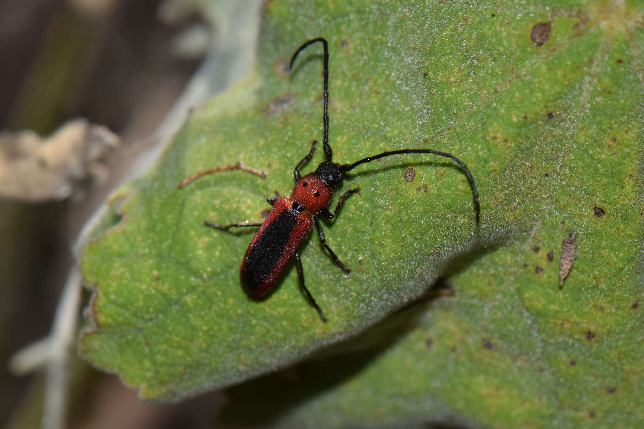 Image of Tylosis suturalis White 1853