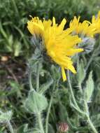 Image of woolly hawkweed