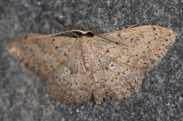 Image of Scopula guancharia Alphéraky 1889