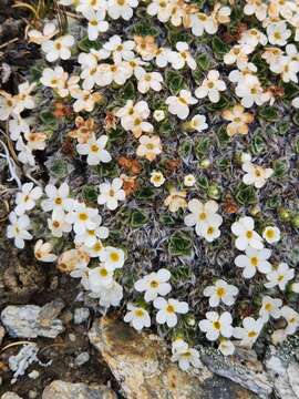 Imagem de Myosotis pulvinaris Hook. fil.